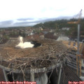 10_05-nest.jpg