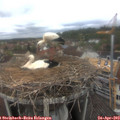 10_10-nest.jpg