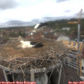10_15-nest.jpg