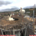 10_20-nest.jpg