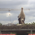 10_30-mast.jpg