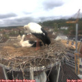 10_30-nest.jpg