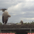 10_35-mast.jpg