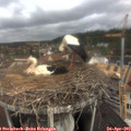 10_35-nest.jpg
