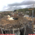 10_40-nest.jpg