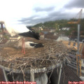 10_45-nest.jpg
