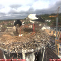 10_50-nest.jpg