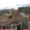 10_55-nest.jpg
