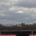11_00-mast.jpg