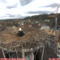 11_05-nest.jpg