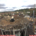 11_10-nest.jpg