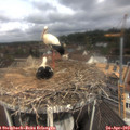 11_20-nest.jpg