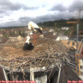 11_25-nest.jpg