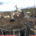 11_30-nest.jpg