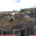 11_35-nest.jpg