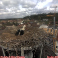 11_40-nest.jpg