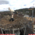 11_45-nest.jpg