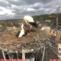 11_50-nest.jpg