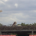11_55-mast.jpg