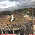 11_55-nest.jpg