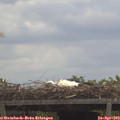 12_00-mast.jpg