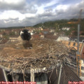 12_00-nest.jpg