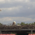12_15-mast.jpg