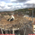 12_15-nest.jpg