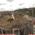 12_20-nest.jpg