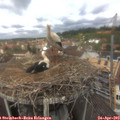 12_35-nest.jpg