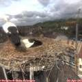 12_40-nest.jpg