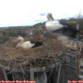12_45-nest.jpg