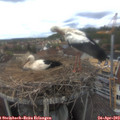 12_50-nest.jpg