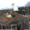 13_00-nest.jpg