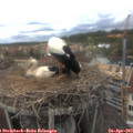 13_05-nest.jpg