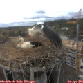 13_10-nest.jpg