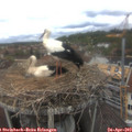 13_15-nest.jpg