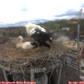13_20-nest.jpg