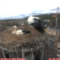 13_25-nest.jpg
