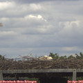 13_30-mast.jpg