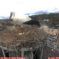 13_30-nest.jpg