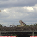13_40-mast.jpg