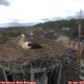 13_40-nest.jpg