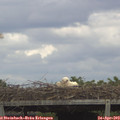 13_45-mast.jpg