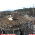 13_45-nest.jpg