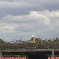 13_50-mast.jpg