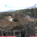 13_50-nest.jpg