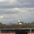 13_55-mast.jpg