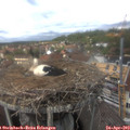13_55-nest.jpg