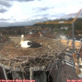 14_00-nest.jpg